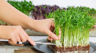 Cách trồng rau mầm tại nhà, sạch và giàu dinh dưỡng