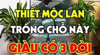 Cây thiết mộc lan mang may mắn, tài lộc thịnh vượng nhưng đừng trồng linh tinh: 2 mệnh này trồng là hợp nhất