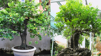 ‘Choáng ngợp’ trước những cây bonsai trái cây ‘độc nhất vô nhị’: Thơm ngát vườn nhà, giá trị ‘khủng’ đến 2 tỷ đồng