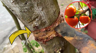 4 loại cây nghèo mấy cũng đừng dại chặt bỏ, con cháu 3 đời vẫn hưởng phúc, là cây gì?