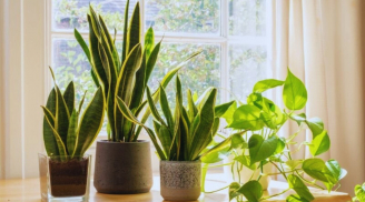 5 loại cây Phú Quý Cát Tường trồng trong nhà giúp hút lộc, năm mới giàu sang