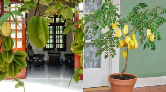Cây khế trồng trước nhà nhớ quy tắc 1 kỵ - 3 nên để đón may mắn, vượng tài lộc
