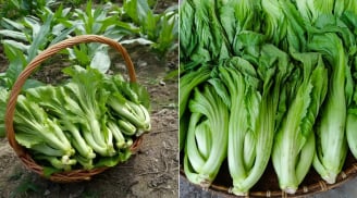 Loại rau tốt cho tim mạch, chống lão hóa, nhiều canxi gấp 7 lần nước hầm xương: Chợ Việt bán rất nhiều