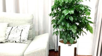 Mỗi nhà nên trồng 1 cây Hạnh phúc, để tài lộc, may mắn gõ cửa và gia đình yên ấm
