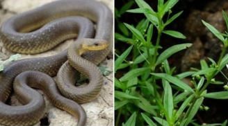 3 loại cây trồng khiến rắn mê như điếu đổ, gia chủ mau dẹp bỏ để năm mới được bình an