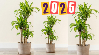 Ất tỵ 2025, người này trồng cây cảnh thiết mộc lan thì tài lộc tăng gấp bội, thu hút vàng bạc lấp lánh