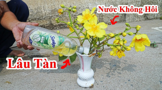 Cắm hoa cho thêm thứ này vào lọ, hoa để cả tuần vẫn tươi rói