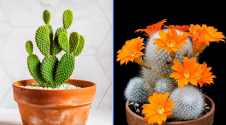 Cây xương rồng hóa giải đào hoa sát: Trồng thế nào để tình duyên hết lận đận?