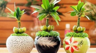 5 loại cây cảnh trồng cuối năm chiêu tài, hút lộc, nhà giàu thường trồng trong nhà