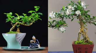 6 cây bonsai độc lạ chơi Tết: Hương thơm quyến rũ, rước lộc vào nhà