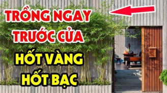 Người xưa dặn: 4 loại cây trồng trước cửa hứng lộc, 3 cây mọc sau nhà trấn giữ của cải, là những cây nào?