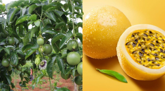 Trồng cây siêu trái hốt bạc tỉ: Dễ lai tạo, thu hoạch 10 năm không ngừng
