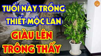 3 mệnh hợp trồng Thiết Mộc Lan mang về may mắn, 1 mệnh đại kị gia chủ tiền của lao đao