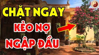 4 cây không trồng trước cửa, 3 vật không treo trong nhà: Là cây gì, vật gì?