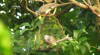 Các cụ dặn dò: 'Ở đời có 4 cái ngu', vậy cái nào là ngu nhất?