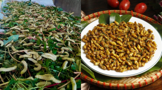 Đặc sản ‘rợn người’ một thời rẻ như cho, nay dân thành phố săn lùng giá 300 nghìn đồng/kg