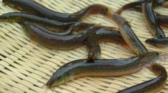 Loại cá chứa lượng canxi gấp 6 lần cá chép, bổ hơn cả nhân sâm mà ít người biết đến