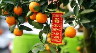 Những loại cây nên chưng dịp Tết, hút tài lộc cả năm