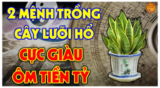 2 tuổi trồng cây lưỡi hổ rút cạn Tiền - Tài, 2 tuổi hợp mệnh nuôi cây, làm gì cũng đỏ