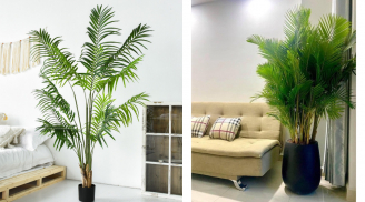 Bonsai từ cây ăn quả quen thuộc: Đẹp mê ly, lộc đầy nhà, giá tiền triệu vẫn ‘cháy hàng’