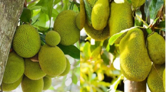 Vì sao người xưa thích dùng gỗ mít làm tượng thờ, xây đình chùa nhưng lại sợ trồng cây mít trước nhà?