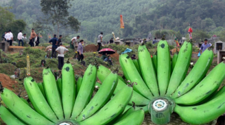 Vì sao tổ tiên chọn chuối thắp hương ban thờ nhưng kiêng không mang đi tảo mộ cuối năm? Không nghe họa lớn
