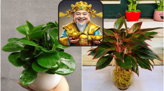 7 loại cây lọc sạch không khí, mang lại phúc lộc cho cả gia đình