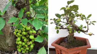Cây sung trồng trước nhà, con cháu đời đời phú quý: Người mệnh nào hợp trồng cây sung nhất?
