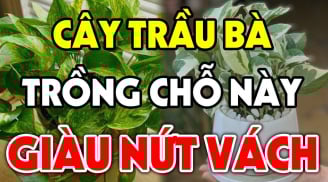 Cây trầu bà là biểu tượng của sự thịnh vượng và tài lộc: Chỉ cần 1 cây trong nhà đã đủ giàu sang