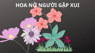 Trồng những cây cảnh này trong nhà thấy chúng nở hoa là có điềm, gia chủ cẩn thận mất lộc hao tài tốn của