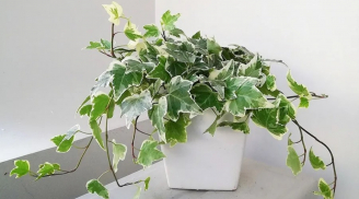 3 loại cây lọc không khí cực mạnh, nhà nào giờ cũng nên trồng chúng trong nhà khi không khí ô nhiễm