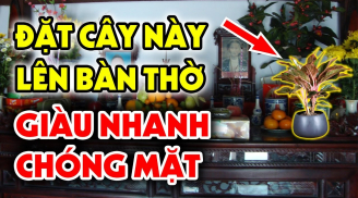 5 loại cây nghe tên đã thấy giàu, đặt lên bàn thờ lộc về tới tấp