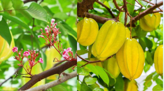 Người thuộc tuổi con giáp này hãy trồng cây khế để năm Ất Tỵ 2025 đổi vận giàu sang, cây nhỏ cũng hút lộc