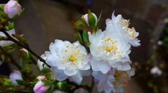 Tết này chưng hoa Nhất Chi Mai – Loài hoa của sự bình an, may mắn, tài lộc và thịnh vượng cho năm mới