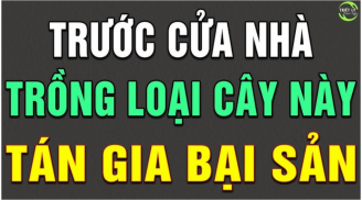 Tổ tiên dặn: 5 loại cây trồng trước nhà lục đục bại vong, trồng sau nhà trấn giữ của cải giàu có 3 đời