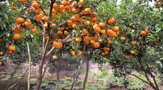 Cơn sốt quả quê ngày Tết: Dân thành phố tìm mua với giá 65.000 đồng/kg