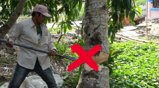 Nghèo cũng đừng chặt bỏ 5 cây, con cháu 3 đời sau vẫn hưởng phúc, là cây gì?