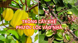 Người xưa dặn đừng quên: Trồng cây khế nhỏ cũng hút tài lộc nhất là người này rất được lợi khi trồng khế