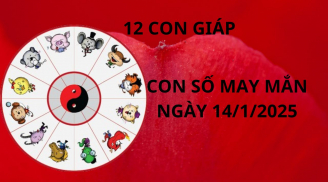 Tử vi ngày 14/1 con số may mắn lộc thánh lộc trời rơi vào nhà 12 con giáp giúp chuyển vận giàu có