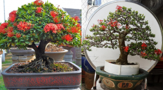 Cây dại lên chậu thành bonsai giá tiền tỷ: Vừa đẹp, vừa hút lộc cho gia chủ dịp Tết
