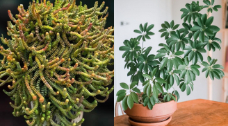 Tuyệt chiêu rước lộc vào nhà: 5 cây cảnh ‘Mèo Thần Tài’ không thể thiếu dịp Tết Ất Tỵ
