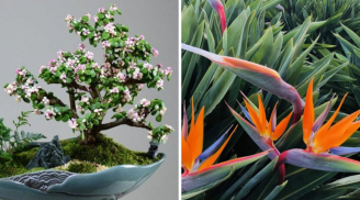 5 loại cây cảnh lá đẹp hơn hoa: Hút tài lộc cho gia chủ, chỉ cần 1 cây cũng đủ chiêu Lộc, thu Tài
