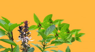 Đây là cây rau gia vị nhưng lại được lên đời thành cây cảnh phong thủy, trồng một cây Ất Tỵ sẽ giàu có