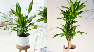 Người mệnh nào hợp cây thiết mộc lan nhất?