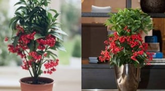 Tổ Tiên căn dặn: 'Nhà có cây phú quý, tiền tài lăn vào cửa', cây phú quý ở đây là cây gì?