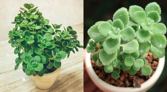 Loại cây được ví như mèo Thần Tài vừa diệt khuẩn vừa gọi lộc vào nhà