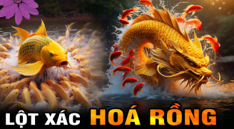 10 ngày cuối tháng 1 dương: 3 tuổi Cá Chép Hóa Rồng, công danh thăng tiến, đặc biệt số 2 cực giàu