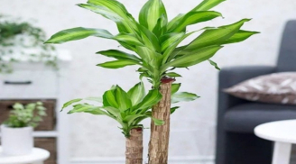 Cây phát tài - thu hút tài lộc và mang đến sự phồn thịnh, may mắn cho gia chủ