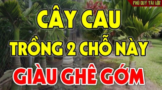 Trồng loại cây chiêu tài gọi lộc trước cổng, gia chủ phúc lâu bền, con cháu 3 đời vẫn giàu