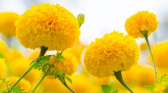 Chưng cúc vạn thọ ngày Tết để gia đình cả năm ấm áp, sung túc, trường tồn và bất diệt